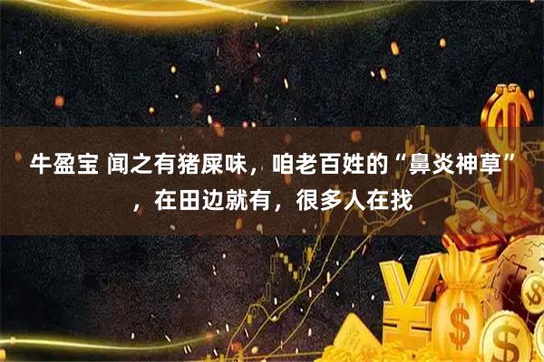牛盈宝 闻之有猪屎味，咱老百姓的“鼻炎神草”，在田边就有，很多人在找